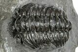 Phacopid (Adrisiops) Trilobite - Jbel Oudriss, Morocco #245292-1